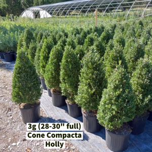 September 2022 3g (28-30 full) Cone Compacta Holly